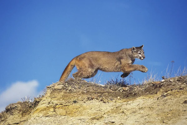 Cougar Puma Concolor Adulto Correndo Rocks Montana — Fotografia de Stock