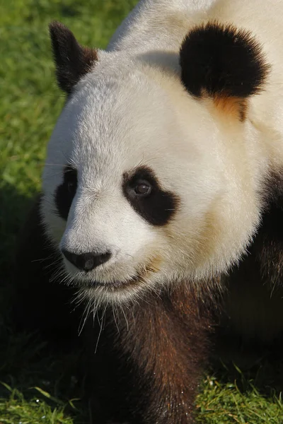 Giant Panda Ailuropoda Melanoleuca Portrét Dospělého — Stock fotografie