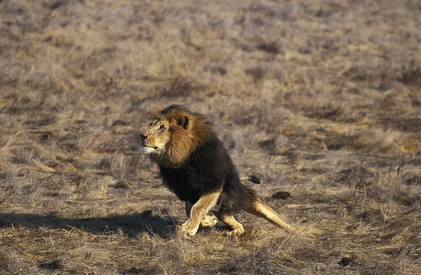 Αφρικανικό Λιοντάρι Πάνθηρα Λέο Ενήλικο Τρέξιμο — Φωτογραφία Αρχείου
