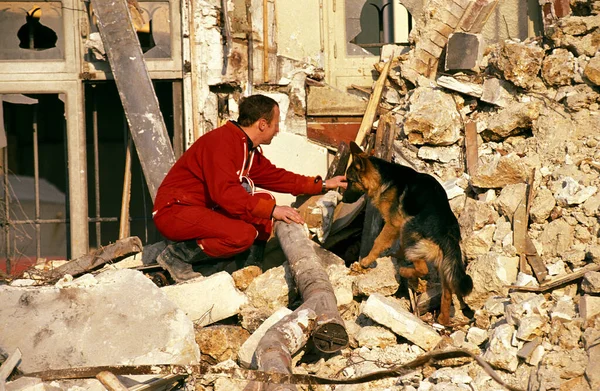 Cane Pastore Tedesco Durante Formazione Cane Disastro — Foto Stock