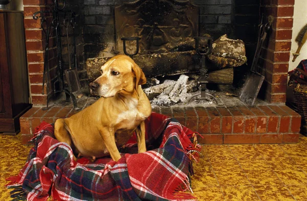 Hamile Dişi Köpek Şöminenin Önünde Dinleniyor — Stok fotoğraf