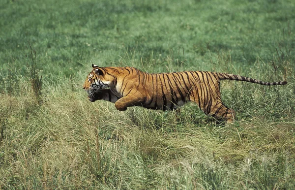 Tigre Bengala Tigris Tigris Panthera Corrida Para Adultos — Fotografia de Stock
