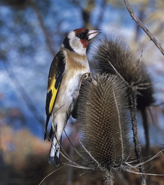 Goldfinch Carduelis Carduelis Male Standing Thistle — Stock Photo, Image