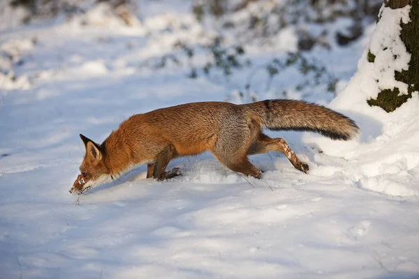 Renard Roux Vulpes Vulpes Adulte Debout Dans Neige Normandie — Photo