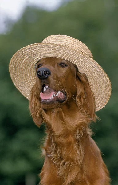 Iirish Setter Red Setter Dressed Dog Wearing Straw Hat — Stock Photo, Image