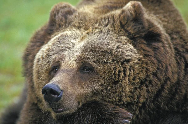 Niedźwiedź Brunatny Ursus Arctos Portret Dorosłego Zabawna Twarz — Zdjęcie stockowe