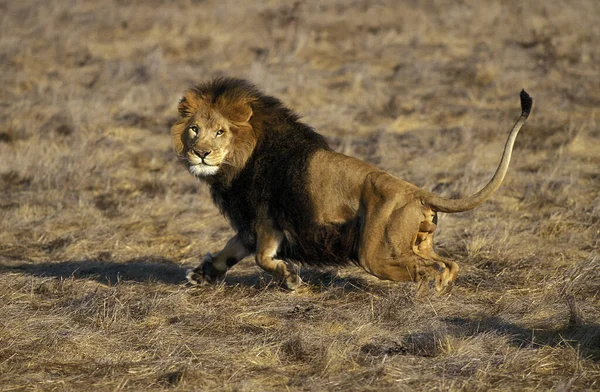 Αφρικανικό Λιοντάρι Πάνθηρα Λέο Αρσενικό Τρέξιμο — Φωτογραφία Αρχείου
