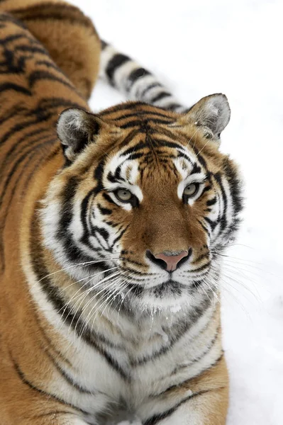 Tigre Siberiano Pantera Tigris Altaica Pie Sobre Nieve —  Fotos de Stock