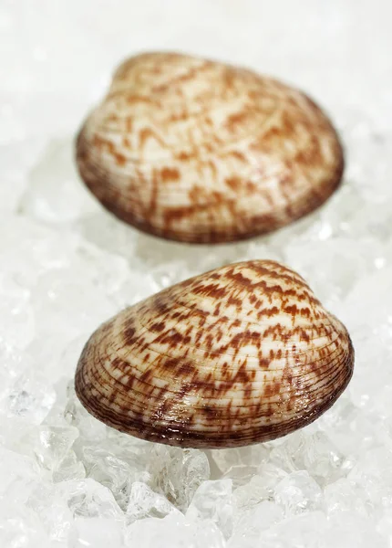 Cockle Chien Glycymeris Glycymeris Coquilles Fraîches Sur Glace — Photo