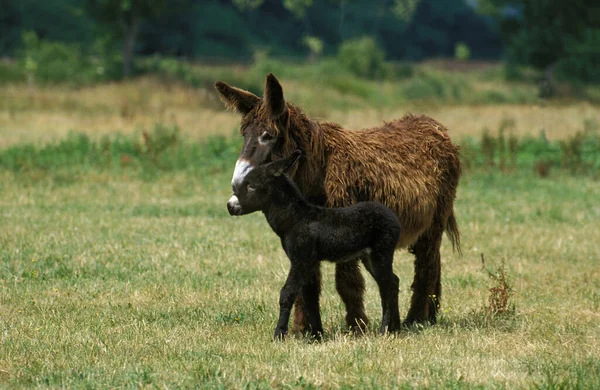 Poitou Donkey Lub Baudet Poitou Francuska Rasa Matka Źrebak — Zdjęcie stockowe