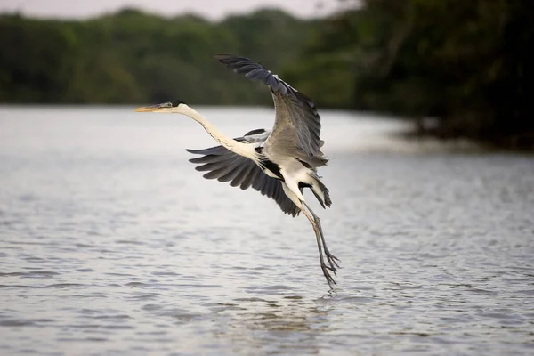 White Necked Heron Ardea Cocoi Adult Flight River Los Lianos — Stock Photo, Image