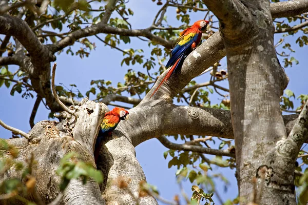 Scarlet Macaw Ara Macao Para Stojąca Pobliżu Gniazda Los Lianos — Zdjęcie stockowe