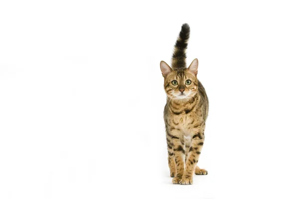 Brown Spotted Tabby Bengal Domestic Cat Standing White Background — 스톡 사진