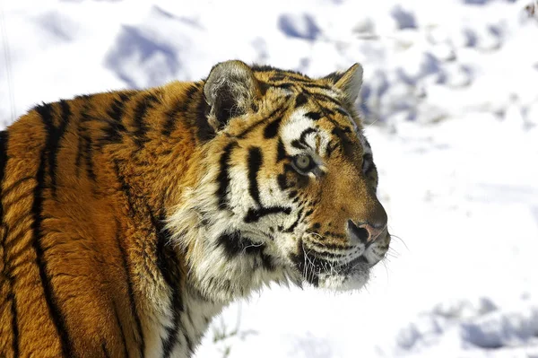 Tigre Siberiano Pantera Tigris Altaica Pie Sobre Nieve —  Fotos de Stock