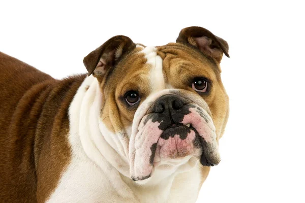 Inglês Bulldog Feminino Contra Fundo Branco — Fotografia de Stock