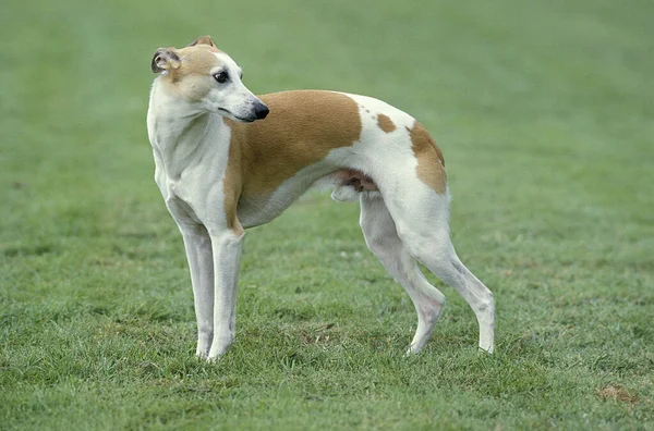 Whippet Dog Male Standing Lawn — 스톡 사진