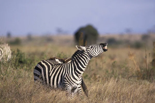 Burchells Zebra Equus Burchelli Vuxen Flehmen Masai Mara Park Kenya — Stockfoto