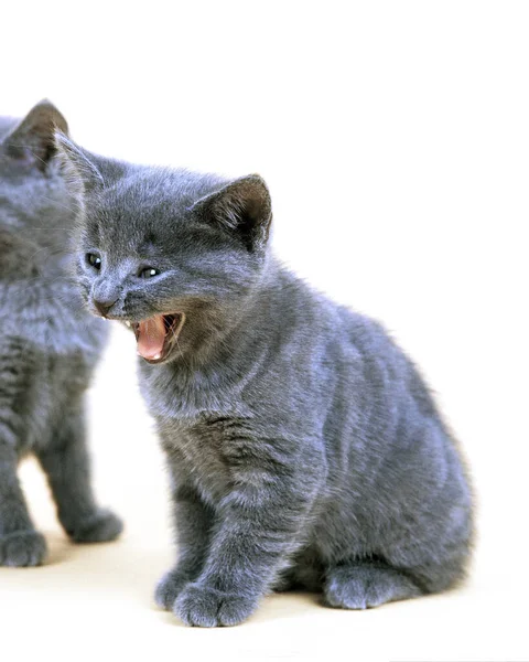 Chartreux Hauskatze Kätzchen Miaowing Vor Weißem Hintergrund — Stockfoto
