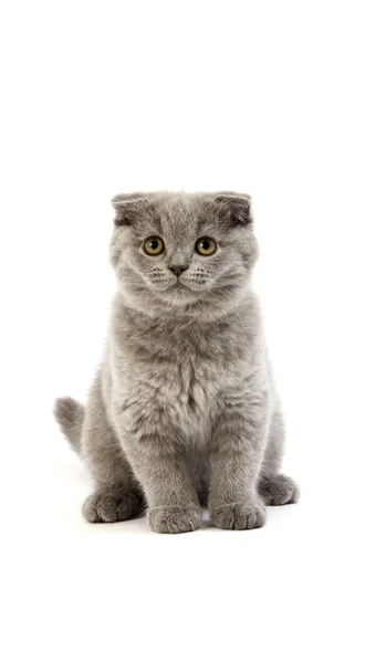 Months Old Blue Scottish Fold Kitten — стокове фото