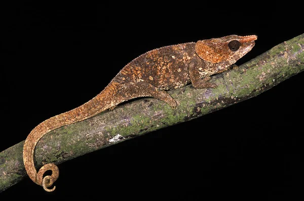 Oustalets Chamäleon Chamaeleo Oustaleti Steht Auf Zweig Vor Schwarzem Hintergrund — Stockfoto