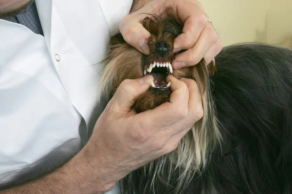 Yorkshire Terrier Dog Com Vet — Fotografia de Stock