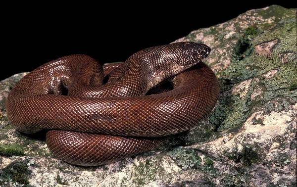 Indian Sand Boa Eryx Johnii — Stock fotografie