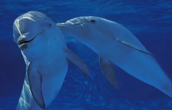 Bottlenose Dolphin Tursiops Truncatus — Stock fotografie