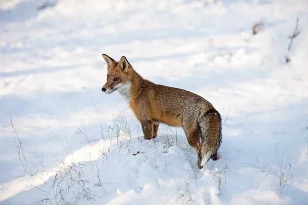 Red Fox Sępy Sępy Dorosły Stojący Śniegu Normandia — Zdjęcie stockowe
