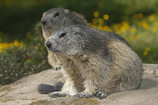 Alpine Marmot Marmota Marmota Volwassenen Rotsen Frankrijk — Stockfoto