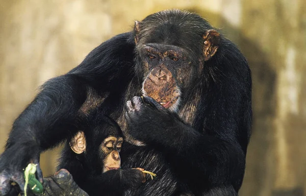 Χιμπατζής Τρωγλοδύτης Μητέρα Και Νεαρός — Φωτογραφία Αρχείου