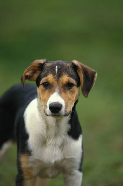 Kısa Saç Border Collie Köpeği — Stok fotoğraf
