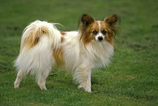 Perro Papillon Juguete Continental Spaniel — Foto de Stock