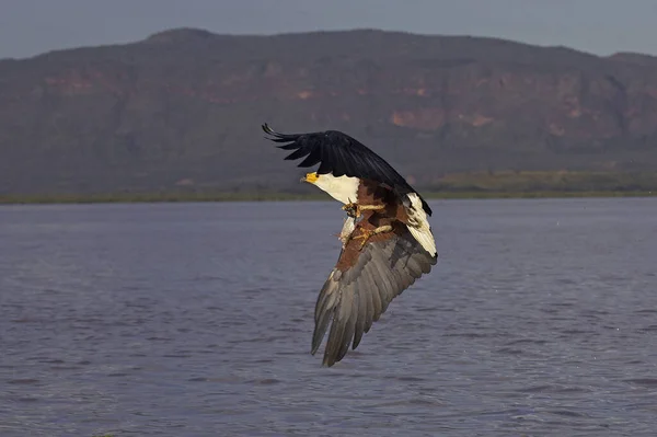 African Fish Eagle Haliaeetus Vocifer Adult Flight Fishing Baringo Lake — ストック写真