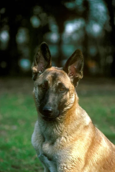 Malinois Veya Belçika Çoban Köpeği Portre — Stok fotoğraf