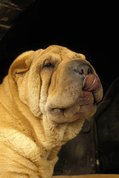 Shar Pei Dog Portait Pup Tongue Out — ストック写真