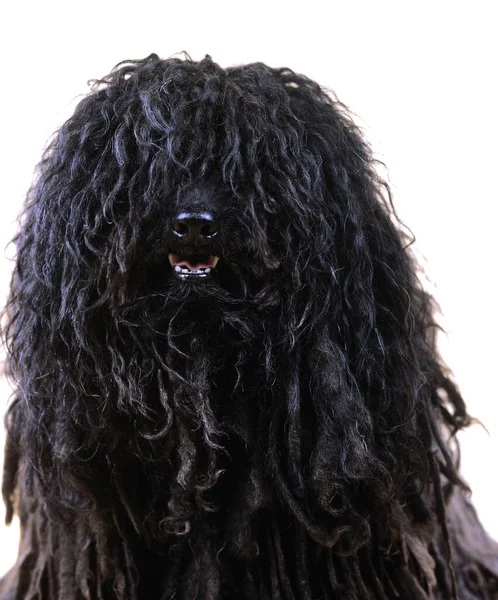 Hungarian Puli Dog Portrait — ストック写真