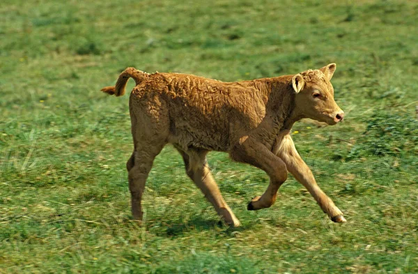 利穆辛家牛 法国品种 小牛赛跑 — 图库照片
