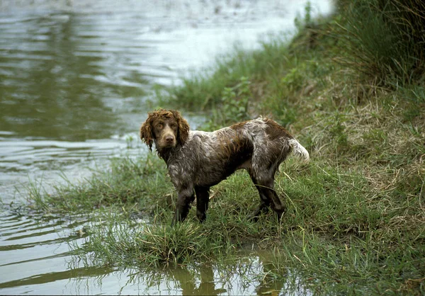 Pont Audemer Spaniel 法国品种狗 — 图库照片