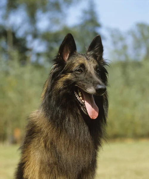 Tervuenまたはベルギーの羊飼い 犬の肖像画 — ストック写真