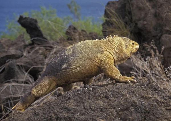 Galapagos Land Iguana Conolophus Subcristatus Galapagos Islands — ストック写真
