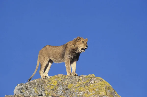 Africano Leão Panthera Leo Jovem Masculino Rock — Fotografia de Stock