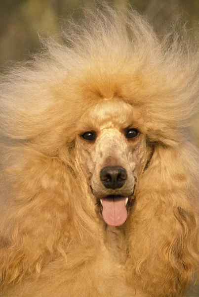 Apricot Giant Poodle Portrait Dog — Zdjęcie stockowe