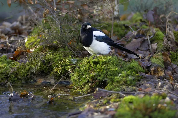 Black Billed Magpie European Magpie Pica Pica Normandy — Stock Photo, Image
