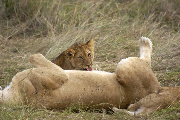 African Lion Panthera Leo Masai Mara Kenya — Stock fotografie