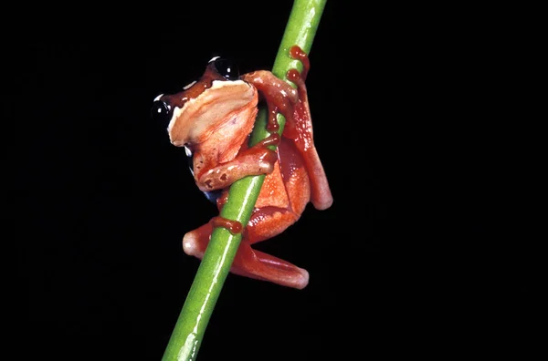 Kikker Afrixalus Natuurlijke Achtergrond — Stockfoto