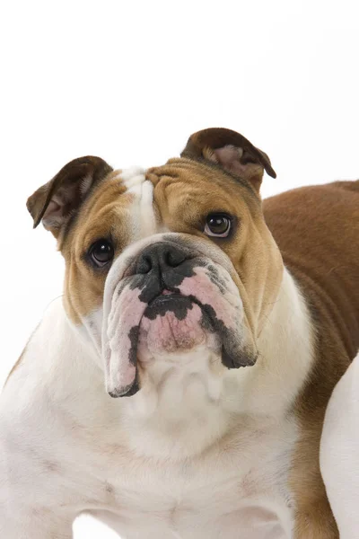 English Bulldog Vrouw Staande Tegen Witte Achtergrond — Stockfoto