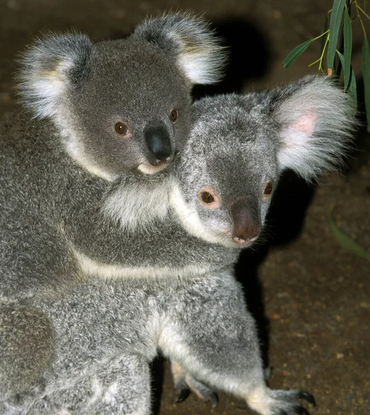 Koala Phascolarctos Cinereus Hátán Hordozó Anya — Stock Fotó