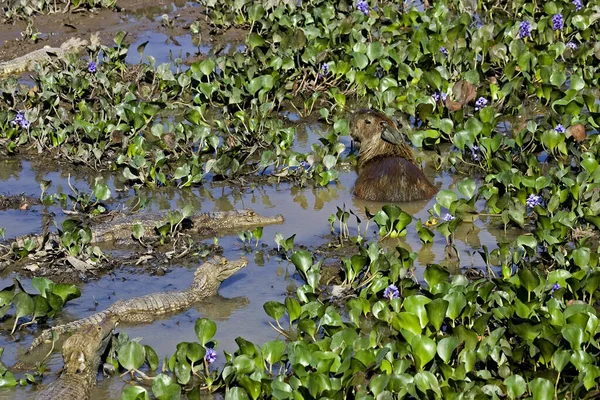 位于委内瑞拉Los Lianos的Swamp的玻璃化凯曼 凯曼鳄鱼和卡皮巴拉 水文恐龙 — 图库照片