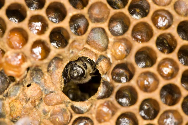 Медовая Пчела Apis Mellifera Рабочий Ухаживающий Личинками Расческе Пчелиный Улей — стоковое фото