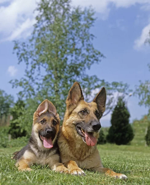 German Shepherd Dog Mother Pup Laying Grass — Stock fotografie